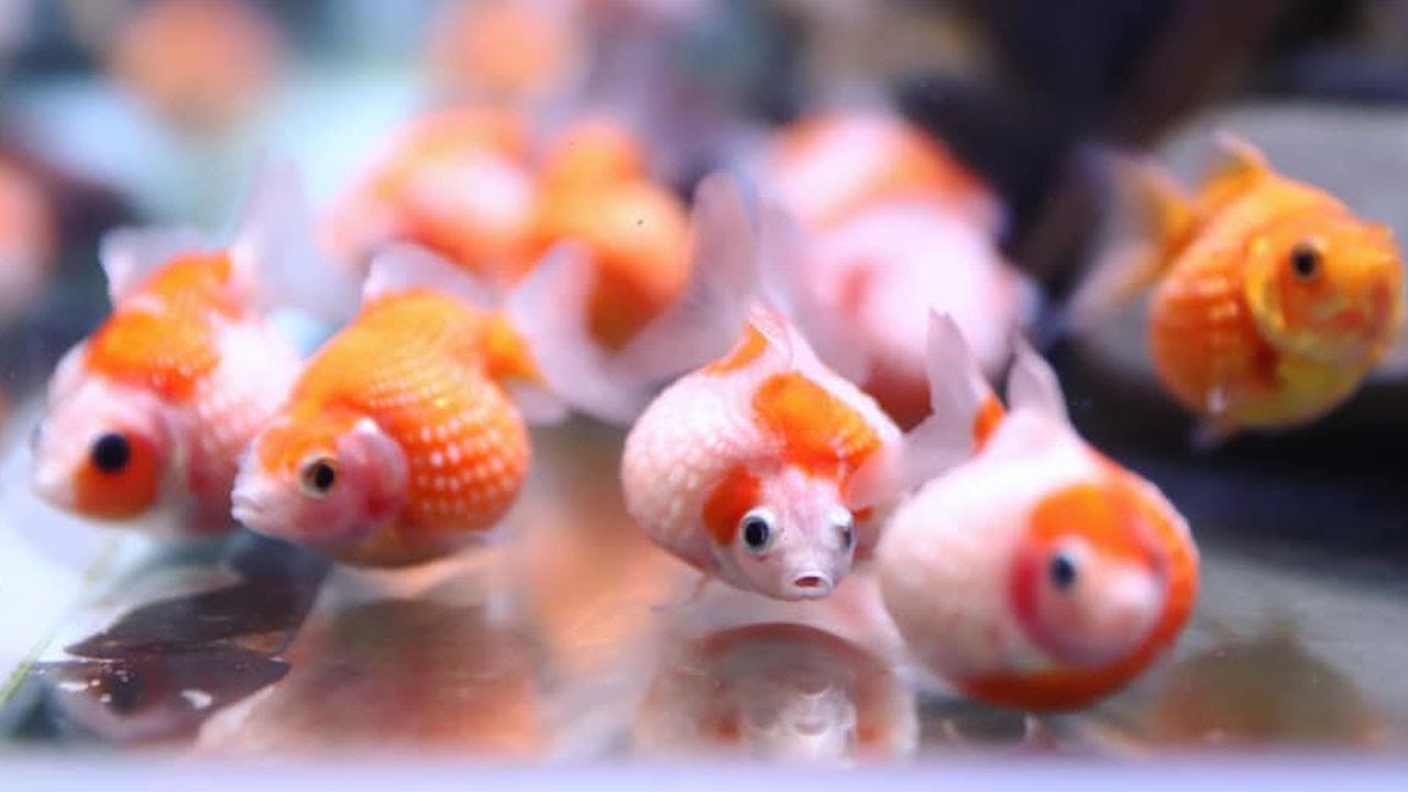 Tank full of pearlscale goldfish
