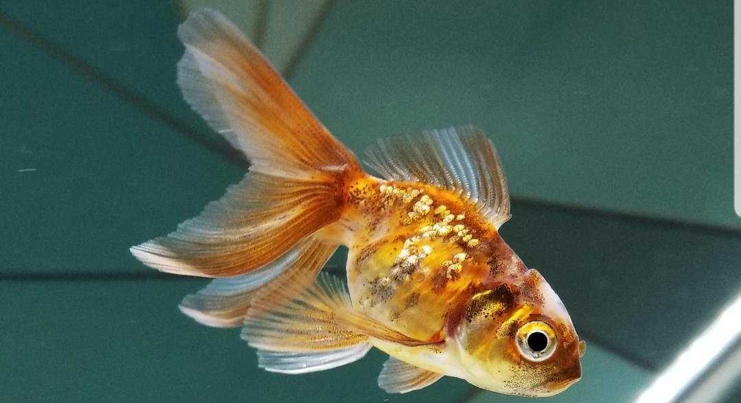 A prize winning goldfish