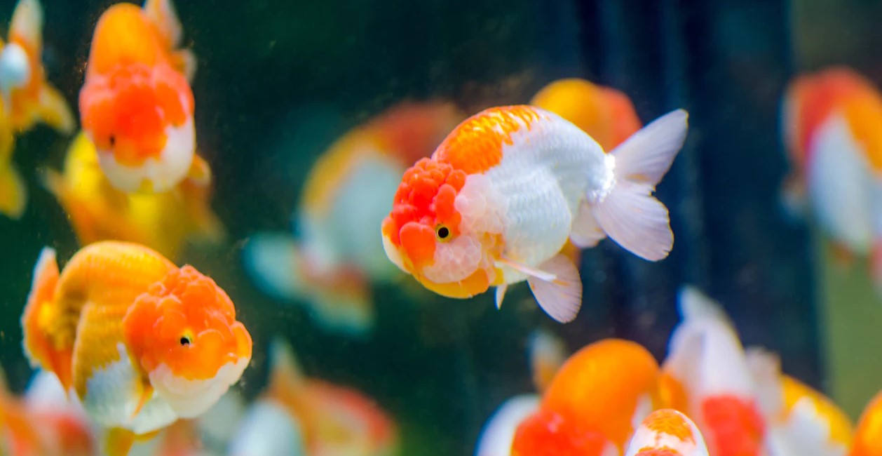 Tank full of ranchu fancy goldfish